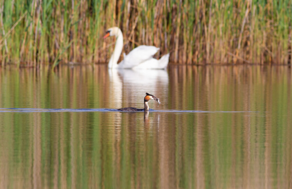 Great crested grebe