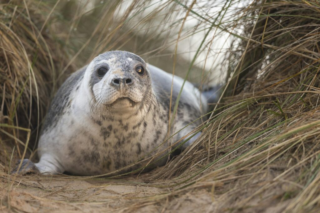 Seal, Norfolk, January 2024